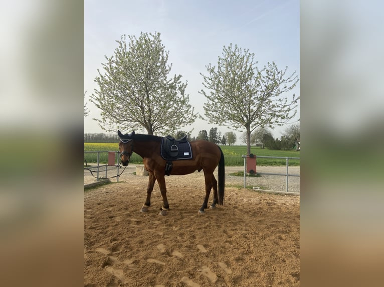 Altri cavalli a sangue caldo Castrone 8 Anni 162 cm Baio in Augsburg