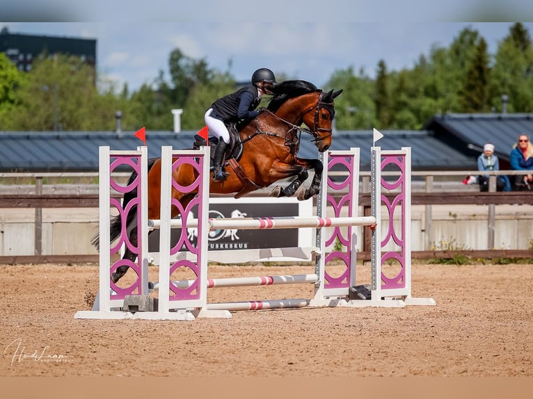 Altri cavalli a sangue caldo Castrone 8 Anni 163 cm Baio in Haarajoki