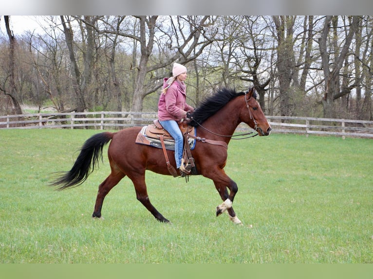 Altri cavalli a sangue caldo Castrone 8 Anni 163 cm Baio roano in hIGHLAND mi