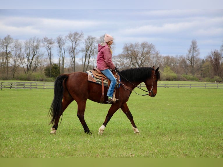 Altri cavalli a sangue caldo Castrone 8 Anni 163 cm Baio roano in hIGHLAND mi