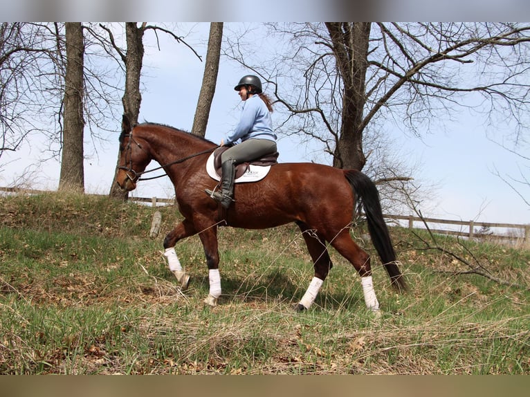 Altri cavalli a sangue caldo Castrone 8 Anni 163 cm Baio roano in hIGHLAND mi