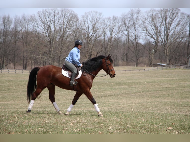 Altri cavalli a sangue caldo Castrone 8 Anni 163 cm Baio roano in hIGHLAND mi