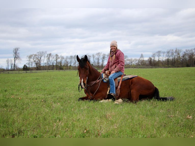 Altri cavalli a sangue caldo Castrone 8 Anni 163 cm Baio roano in hIGHLAND mi