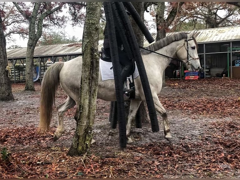 Altri cavalli a sangue caldo Castrone 8 Anni 163 cm Grigio pezzato in Brooksville Flordia