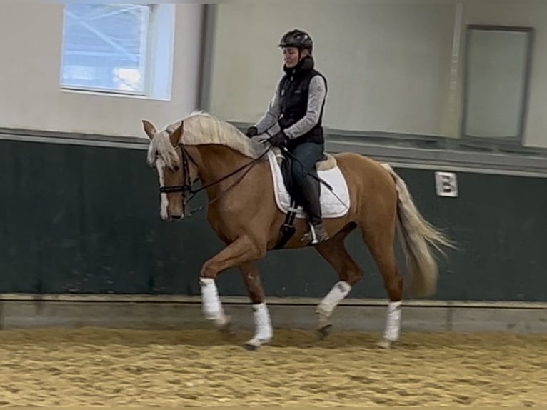 Altri cavalli a sangue caldo Castrone 8 Anni 163 cm Palomino in Niederkrüchten