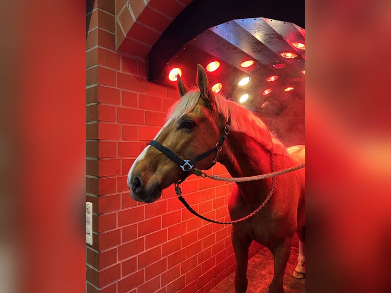 Altri cavalli a sangue caldo Castrone 8 Anni 163 cm Palomino in Niederkrüchten