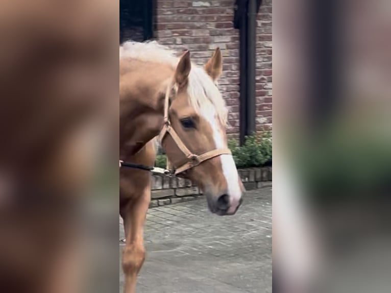 Altri cavalli a sangue caldo Castrone 8 Anni 163 cm Palomino in Niederkrüchten