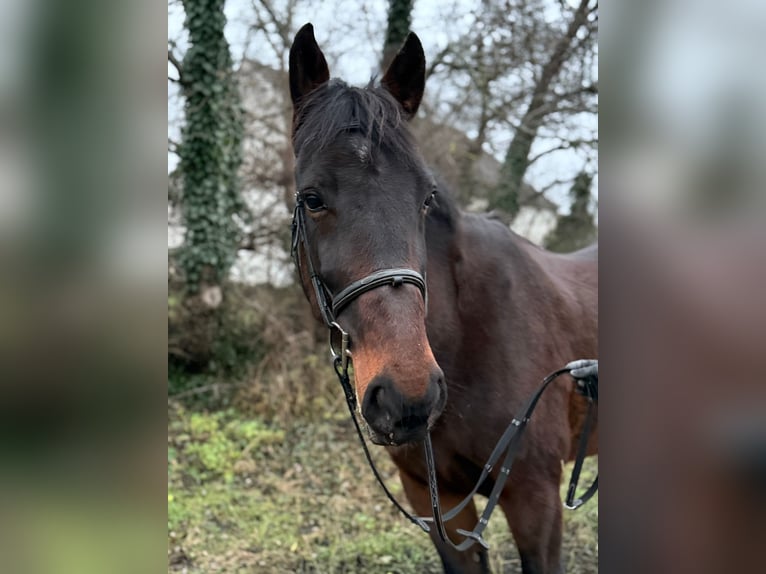 Altri cavalli a sangue caldo Castrone 8 Anni 164 cm Baio scuro in Götzendorf
