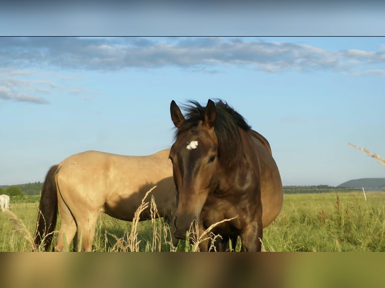 Altri cavalli a sangue caldo Castrone 8 Anni 165 cm Baio in Nürtingen