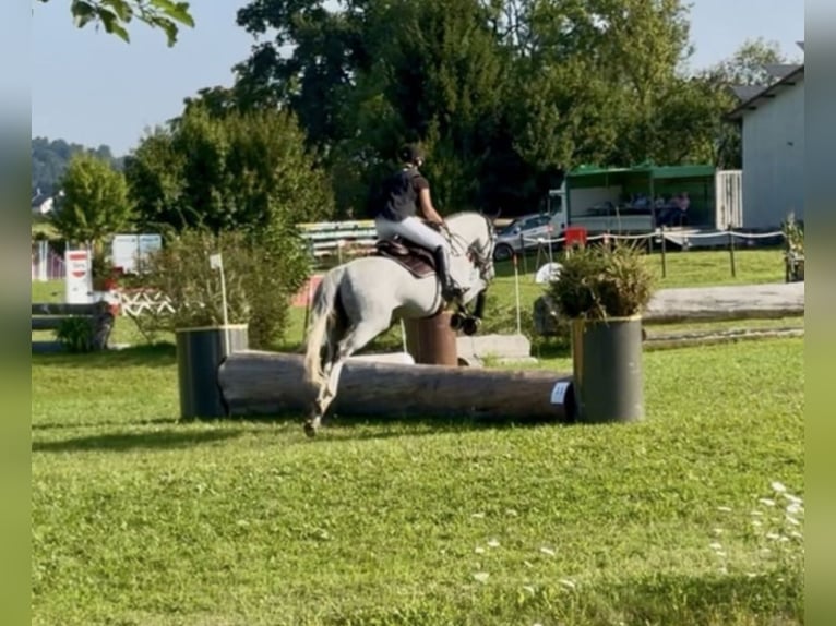 Altri cavalli a sangue caldo Castrone 8 Anni 165 cm Grigio pezzato in Schemmerhofen