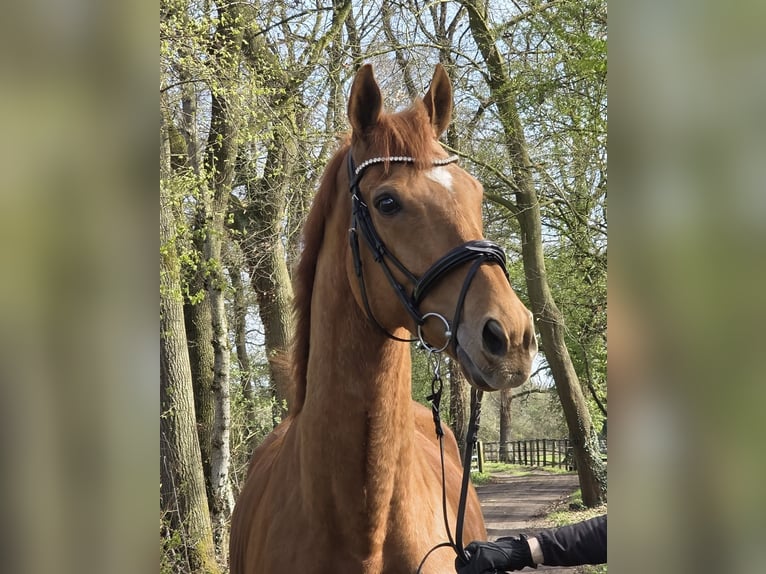 Altri cavalli a sangue caldo Castrone 8 Anni 167 cm Sauro in Wachtendonk