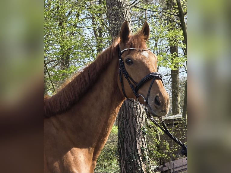 Altri cavalli a sangue caldo Castrone 8 Anni 167 cm Sauro in Wachtendonk