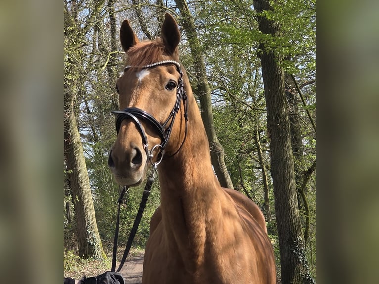 Altri cavalli a sangue caldo Castrone 8 Anni 167 cm Sauro in Wachtendonk