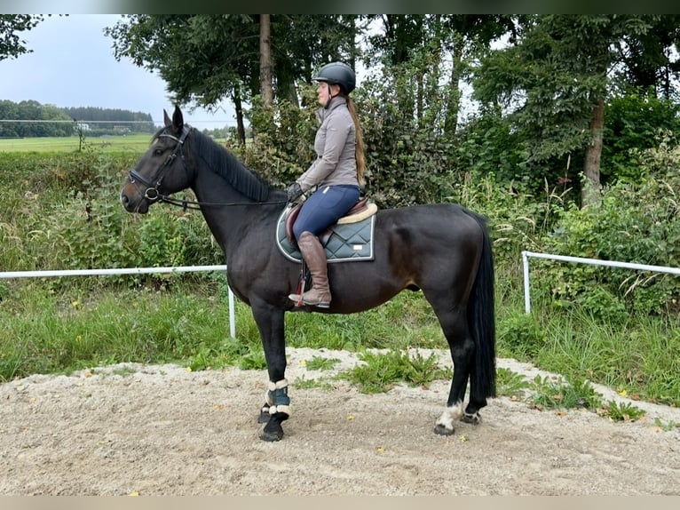 Altri cavalli a sangue caldo Castrone 8 Anni 169 cm Morello in Pelmberg