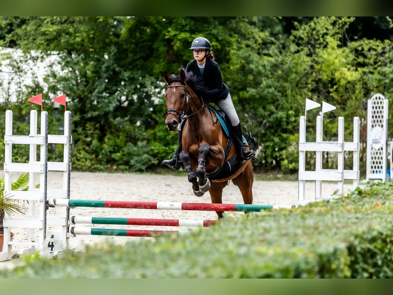 Altri cavalli a sangue caldo Castrone 8 Anni 172 cm Baio in Kraków