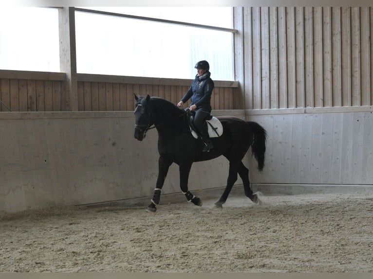 Altri cavalli a sangue caldo Castrone 8 Anni 174 cm  in Wellheim