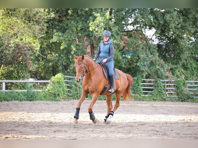 Altri cavalli a sangue caldo Castrone 8 Anni 175 cm Sauro in Buchholz (Aller)