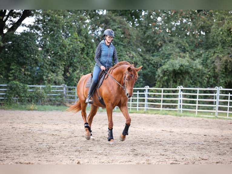 Altri cavalli a sangue caldo Castrone 8 Anni 175 cm Sauro in Buchholz (Aller)