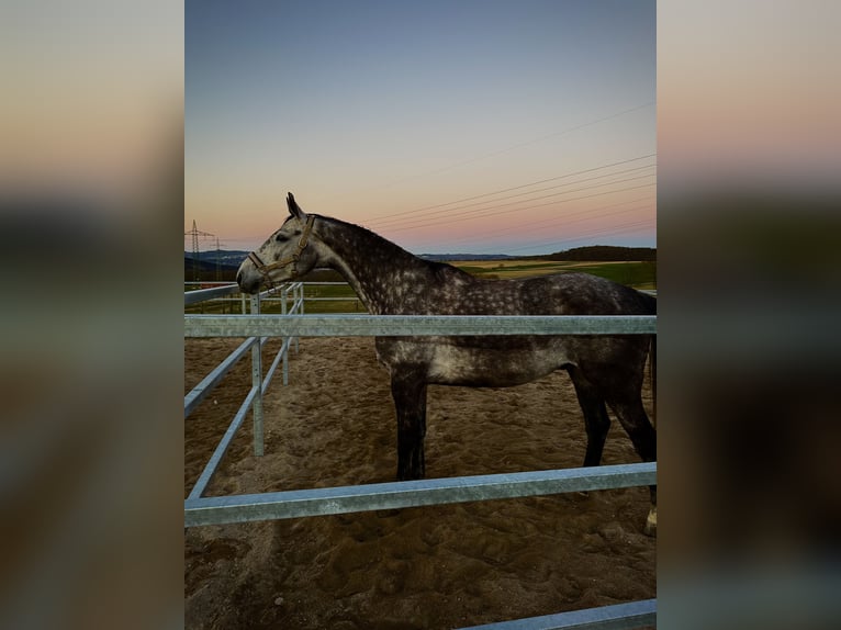 Altri cavalli a sangue caldo Castrone 8 Anni 180 cm Falbo baio in Bad Neuenahr-Ahrweiler