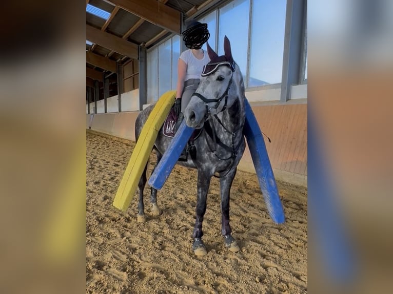 Altri cavalli a sangue caldo Castrone 8 Anni 181 cm Falbo baio in Bad Neuenahr-Ahrweiler