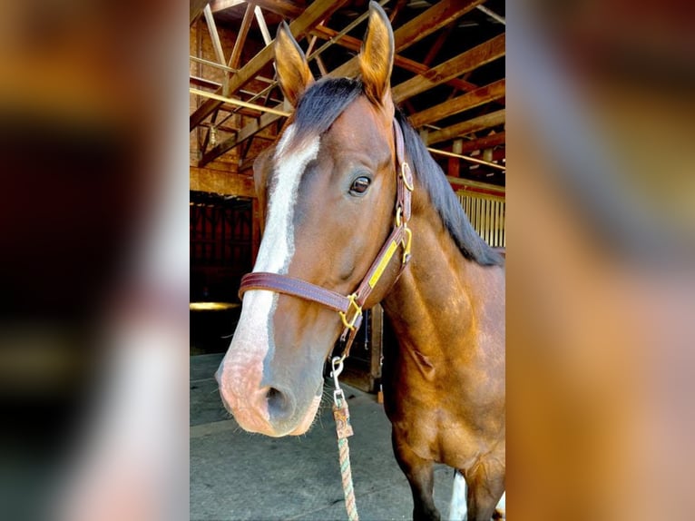 Altri cavalli a sangue caldo Castrone 8 Anni Baio ciliegia in Northfield, MA
