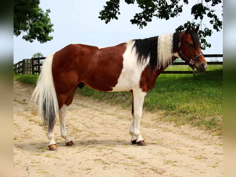 Altri cavalli a sangue caldo Castrone 9 Anni 132 cm Tobiano-tutti i colori in Highland MI