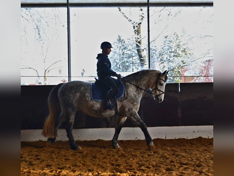 Altri cavalli a sangue caldo Mix Castrone 9 Anni 157 cm Grigio pezzato in Bramstedt