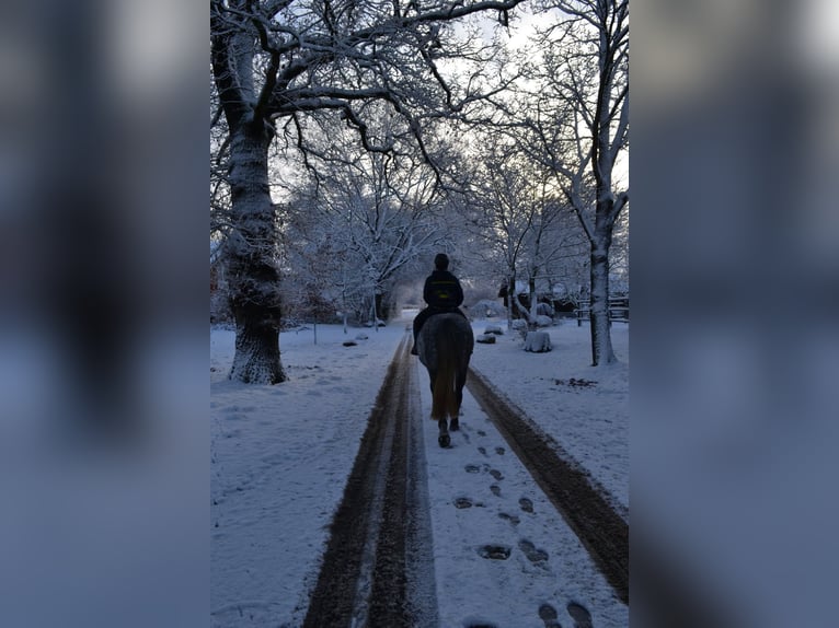 Altri cavalli a sangue caldo Mix Castrone 9 Anni 157 cm Grigio pezzato in Bramstedt