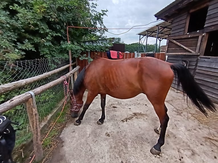 Altri cavalli a sangue caldo Castrone 9 Anni 158 cm Baio chiaro in Mala Subotica