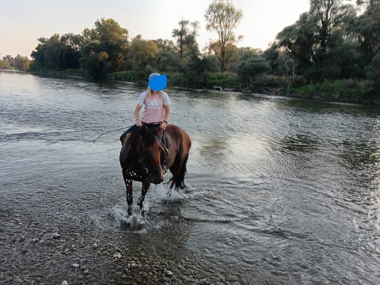 Altri cavalli a sangue caldo Castrone 9 Anni 158 cm Baio chiaro in Mala Subotica