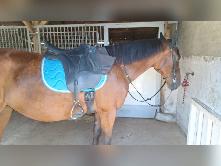 Altri cavalli a sangue caldo Castrone 9 Anni 158 cm Baio chiaro in Mala Subotica