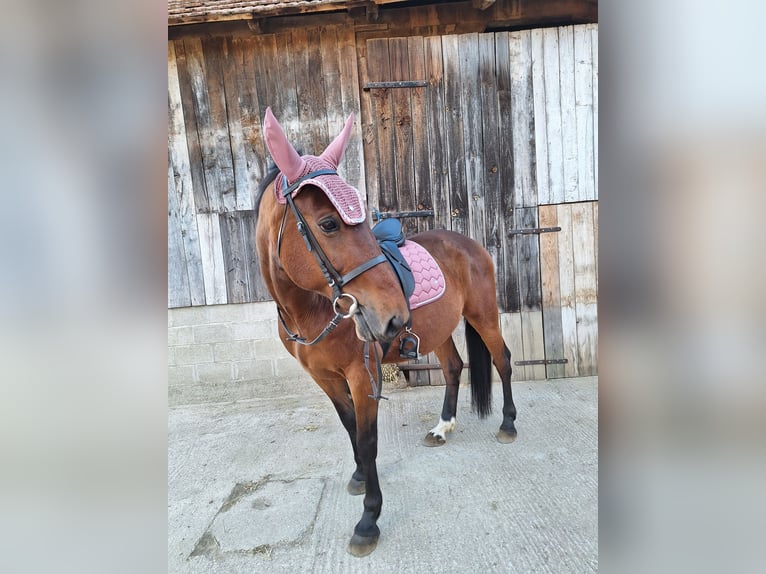 Altri cavalli a sangue caldo Castrone 9 Anni 158 cm Baio chiaro in Mala Subotica