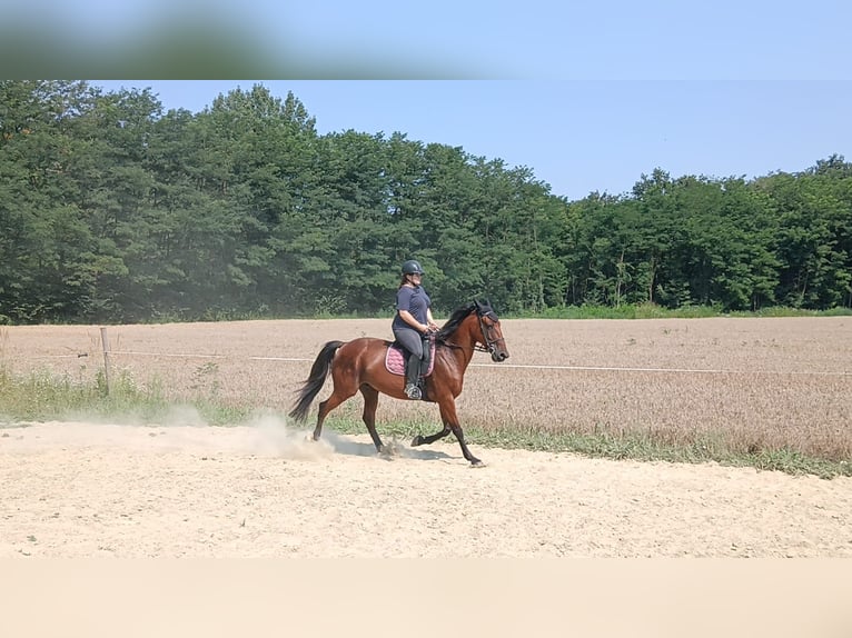 Altri cavalli a sangue caldo Castrone 9 Anni 158 cm Baio chiaro in Mala Subotica