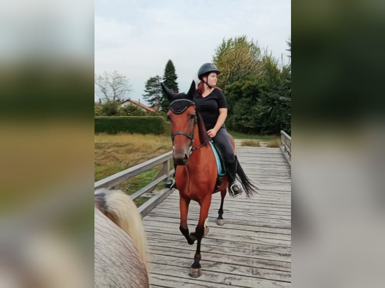 Altri cavalli a sangue caldo Castrone 9 Anni 158 cm Baio chiaro in Mala Subotica