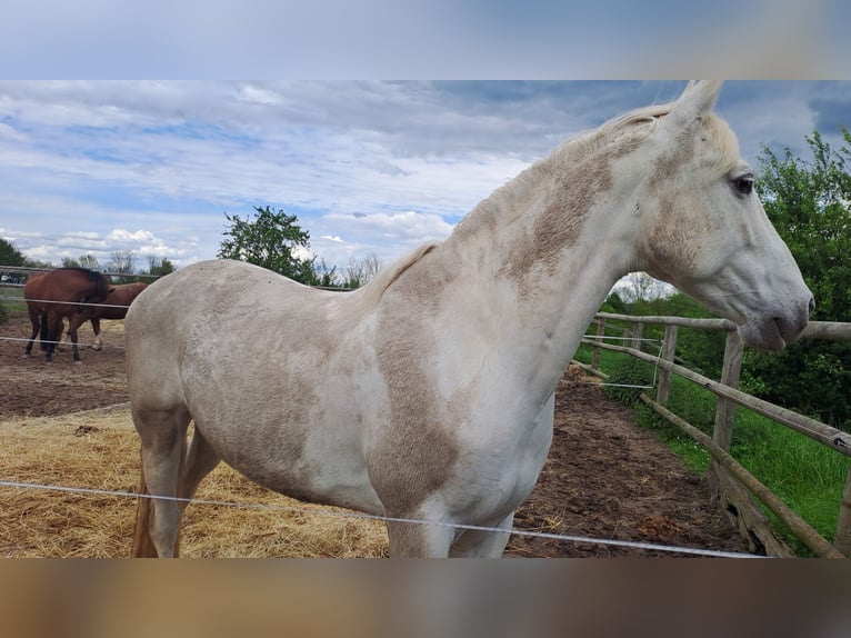 Altri cavalli a sangue caldo Mix Castrone 9 Anni 158 cm Grigio in K&#xF6;nigswinter