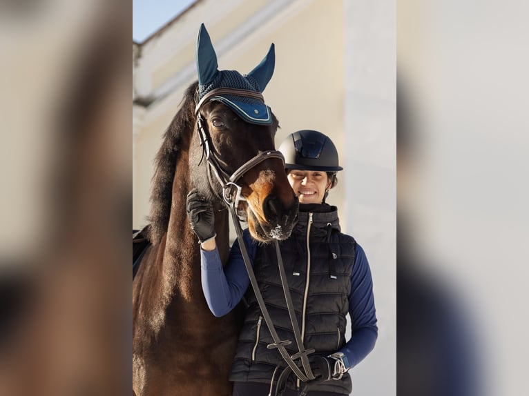 Altri cavalli a sangue caldo Castrone 9 Anni 161 cm Baio in Schattendorf