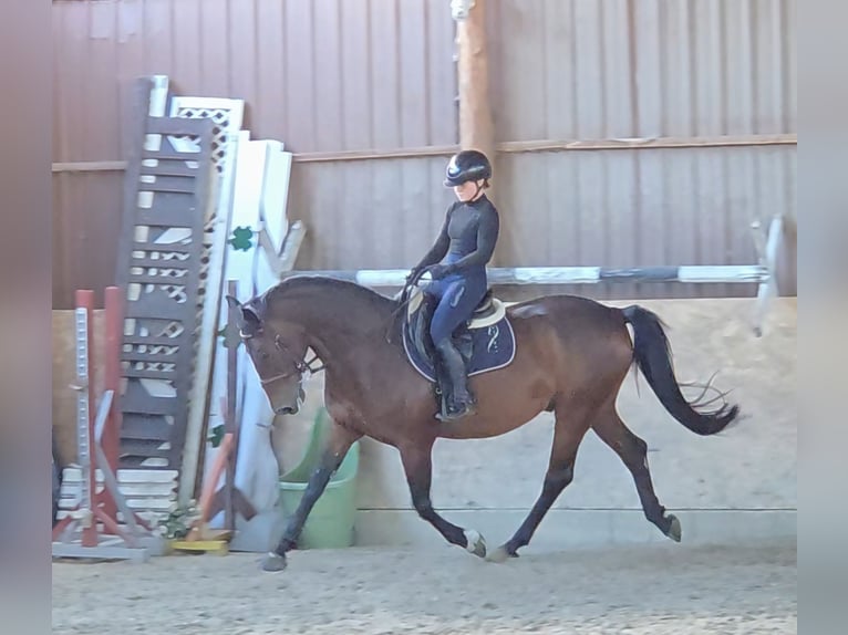Altri cavalli a sangue caldo Castrone 9 Anni 161 cm Baio in Schattendorf