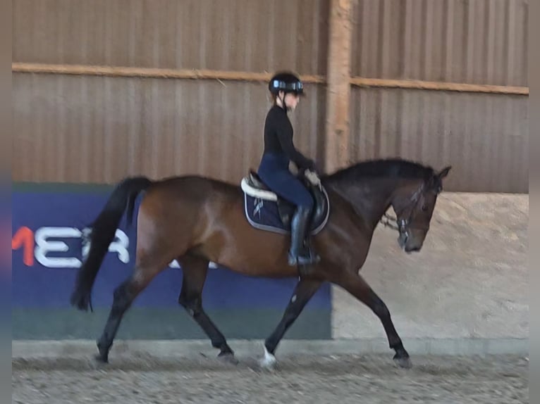 Altri cavalli a sangue caldo Castrone 9 Anni 161 cm Baio in Schattendorf