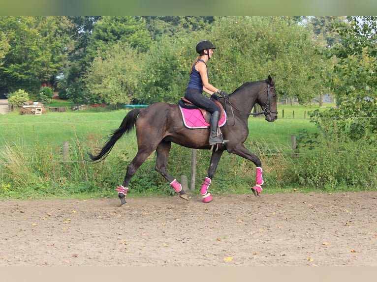 Altri cavalli a sangue caldo Castrone 9 Anni 161 cm Baio scuro in Wijk en Aalburg