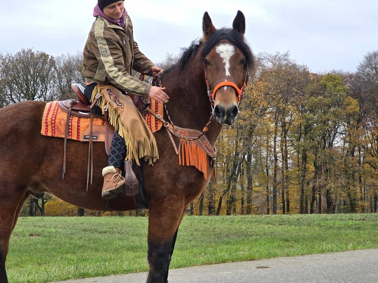 Altri cavalli a sangue caldo Castrone 9 Anni 162 cm Baio in Linkenbach