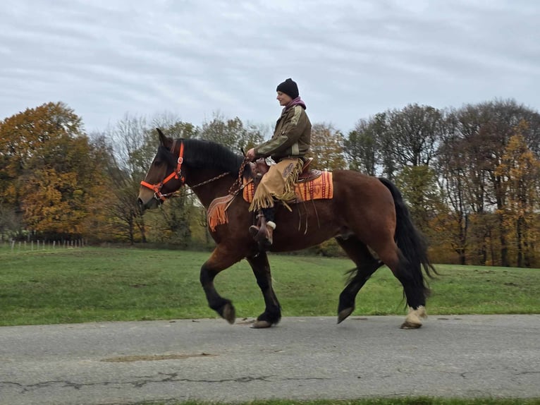 Altri cavalli a sangue caldo Castrone 9 Anni 162 cm Baio in Linkenbach