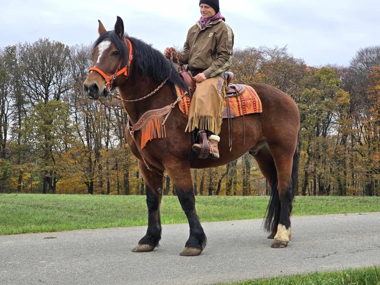 Altri cavalli a sangue caldo Castrone 9 Anni 162 cm Baio in Linkenbach