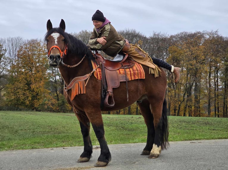 Altri cavalli a sangue caldo Castrone 9 Anni 162 cm Baio in Linkenbach