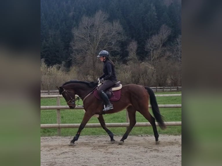 Altri cavalli a sangue caldo Castrone 9 Anni 162 cm Baio in Gummern