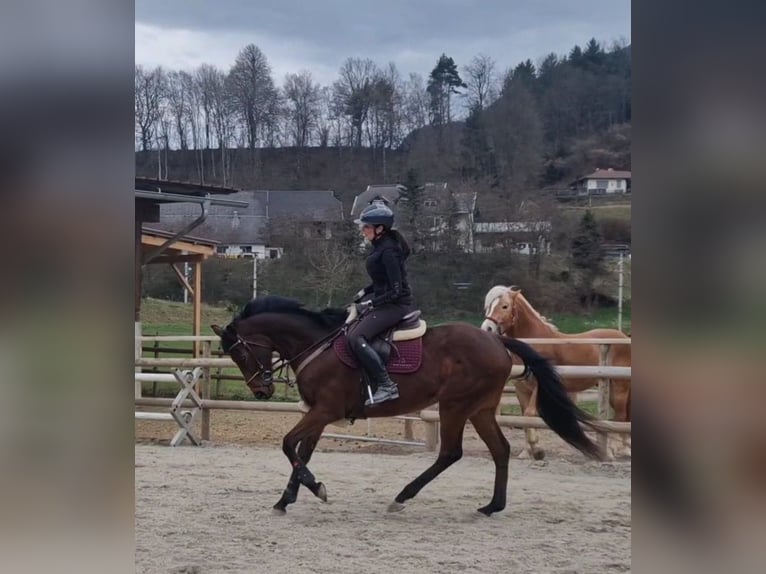 Altri cavalli a sangue caldo Castrone 9 Anni 162 cm Baio in Gummern