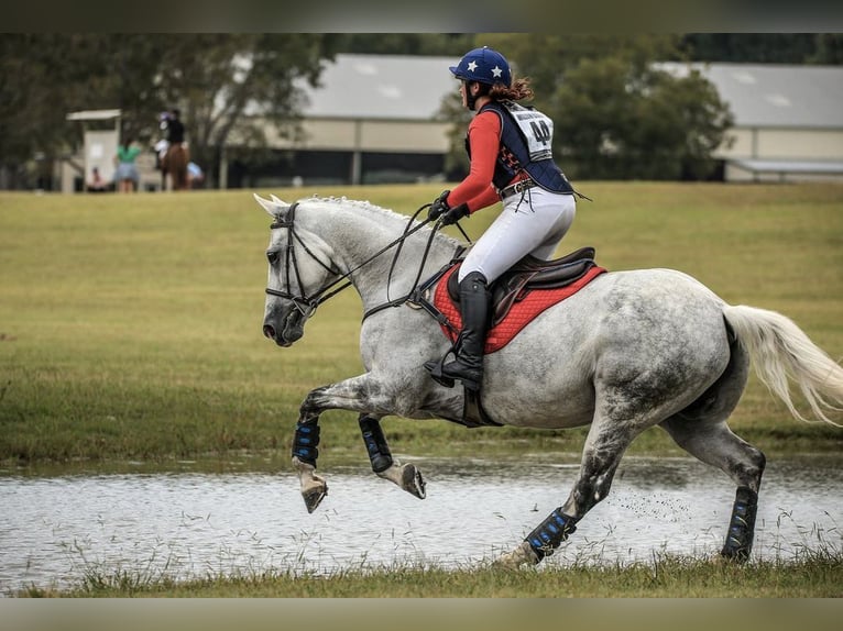 Altri cavalli a sangue caldo Castrone 9 Anni 163 cm Grigio pezzato in Huje, Schleswig-Holstein