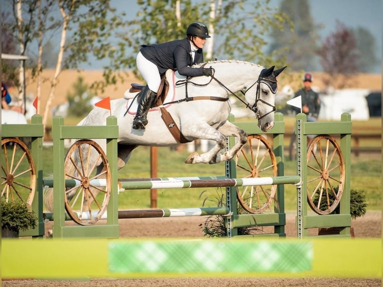 Altri cavalli a sangue caldo Castrone 9 Anni 163 cm Grigio pezzato in Huje, Schleswig-Holstein
