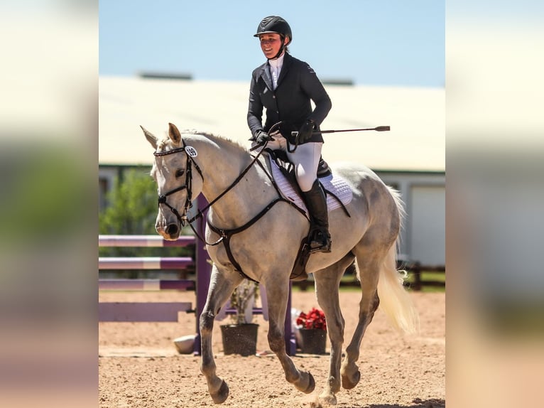 Altri cavalli a sangue caldo Castrone 9 Anni 163 cm Grigio pezzato in Huje, Schleswig-Holstein