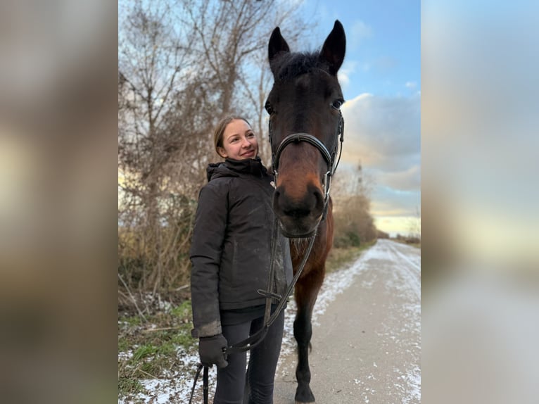 Altri cavalli a sangue caldo Castrone 9 Anni 164 cm Baio scuro in Götzendorf