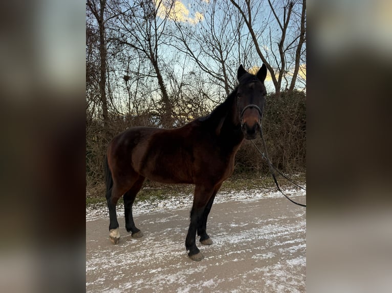 Altri cavalli a sangue caldo Castrone 9 Anni 164 cm Baio scuro in Götzendorf
